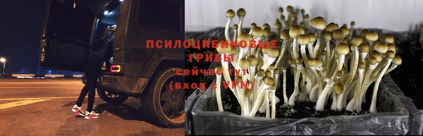 индика Абинск